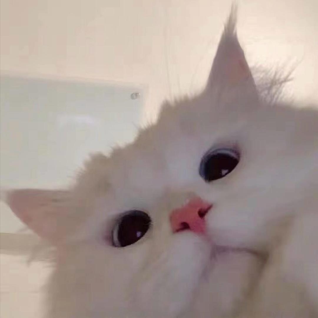 🌷 ·