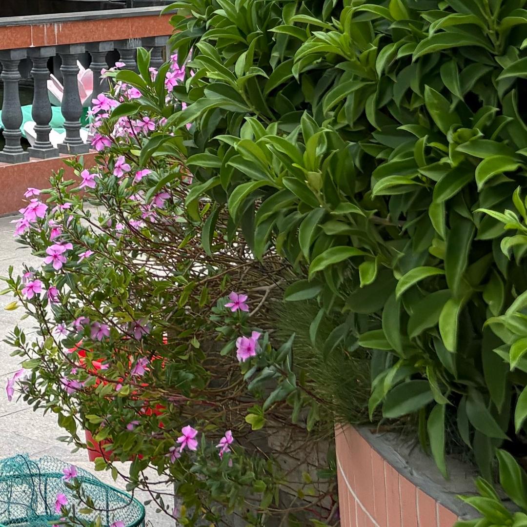 00后农村小伙（无依无靠）