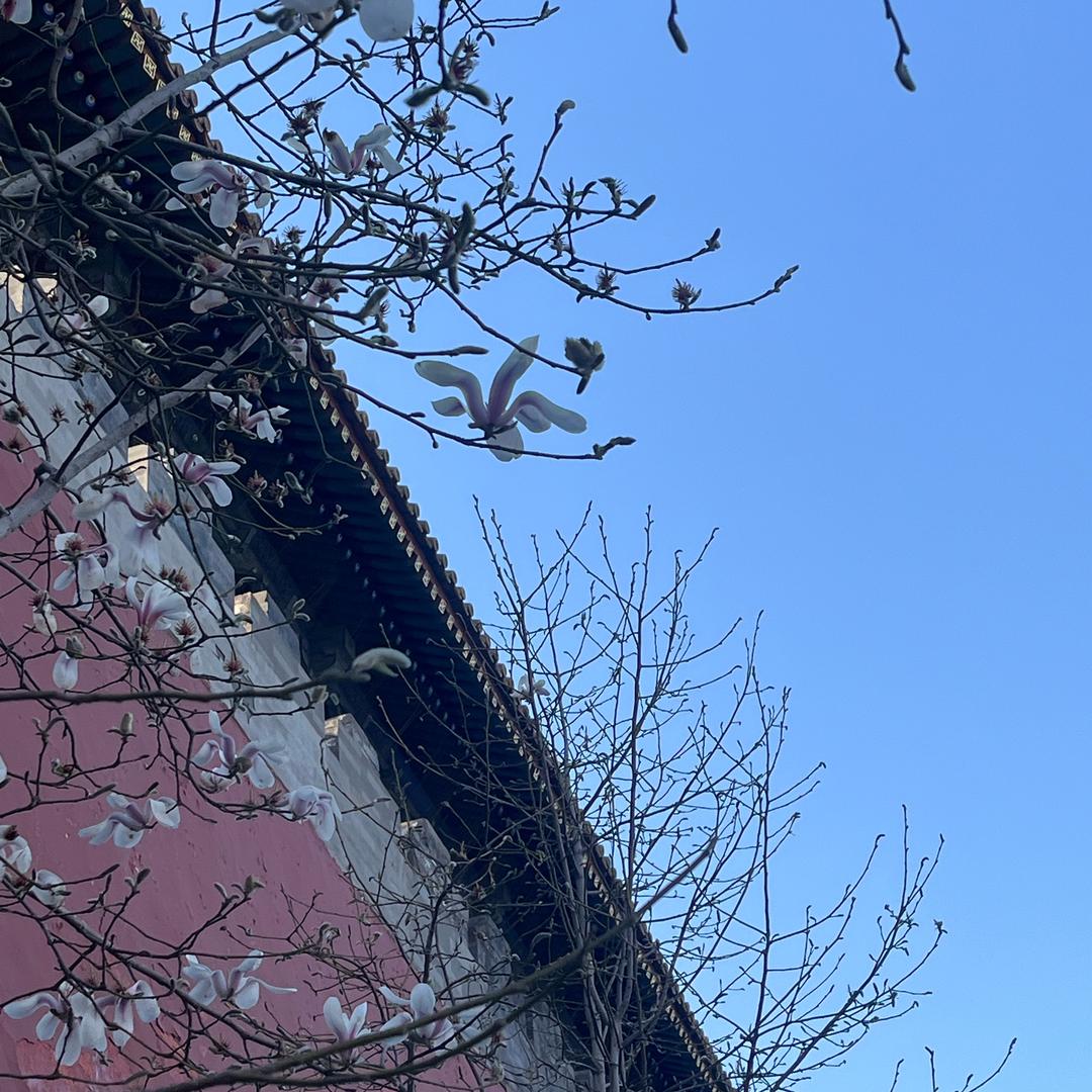 柒妍（三月♥️不定时）