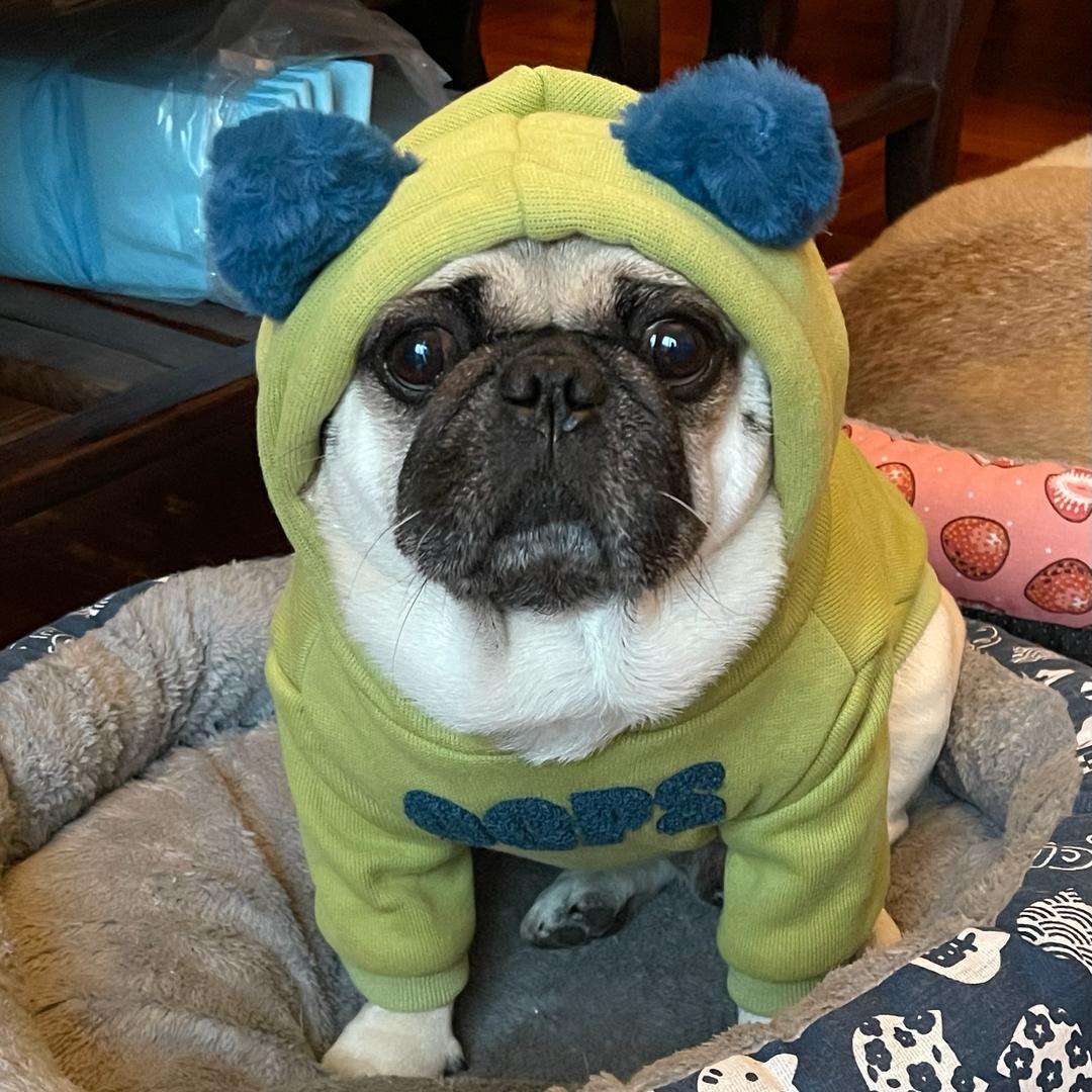 元气肉包崽🐶