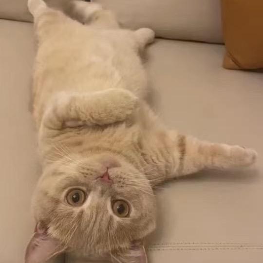 霸霸
