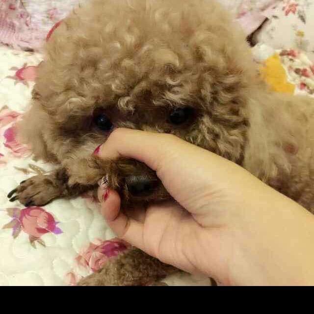 Lemon （智能照明）～🍋～