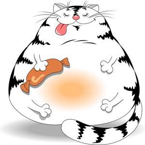 馋猫美食记