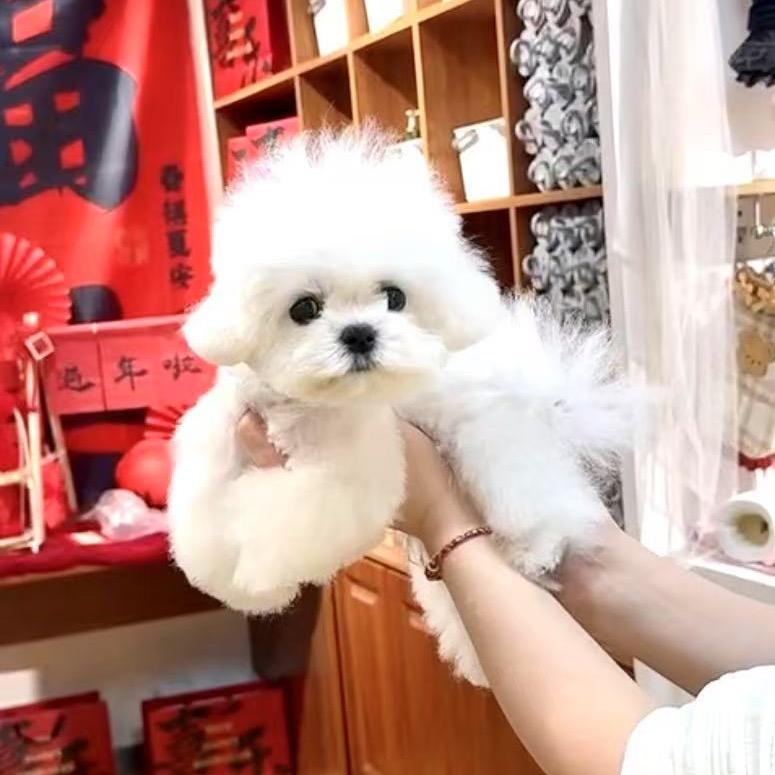 比熊静妹妹