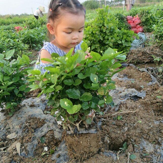 何家茉莉