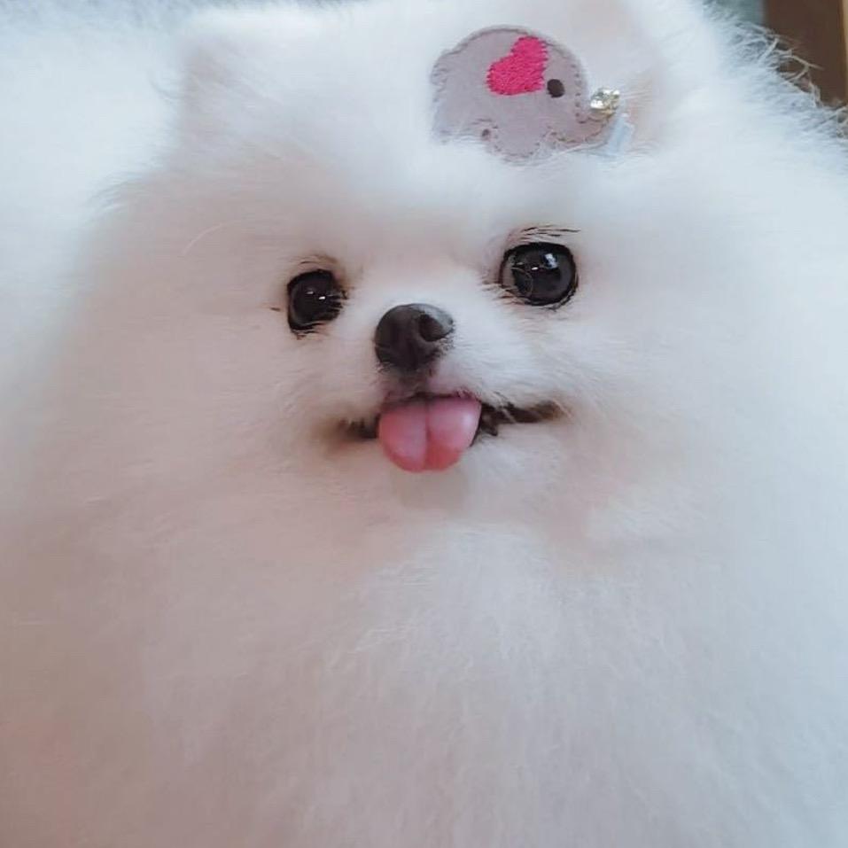 掌心小熊 博美