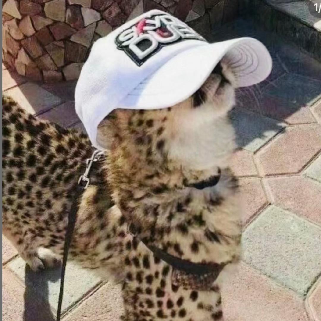豹豹猫豹告