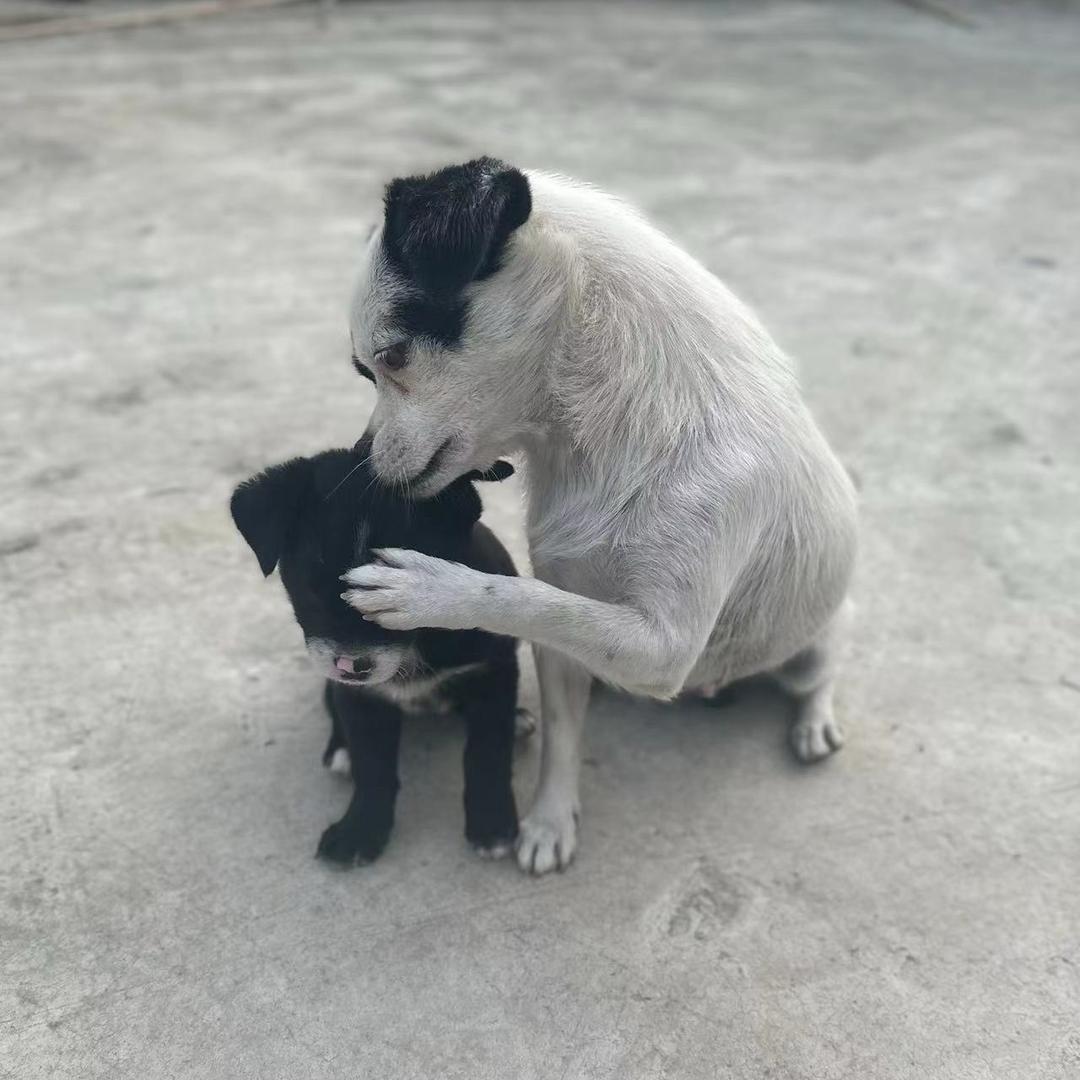 猫咪日记