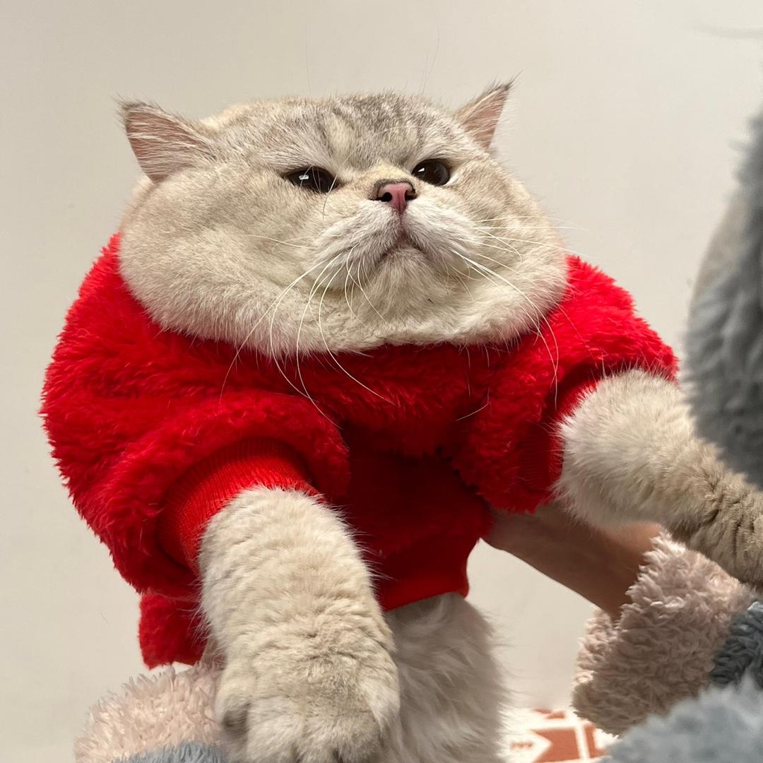 10块钱买的脏脏猫