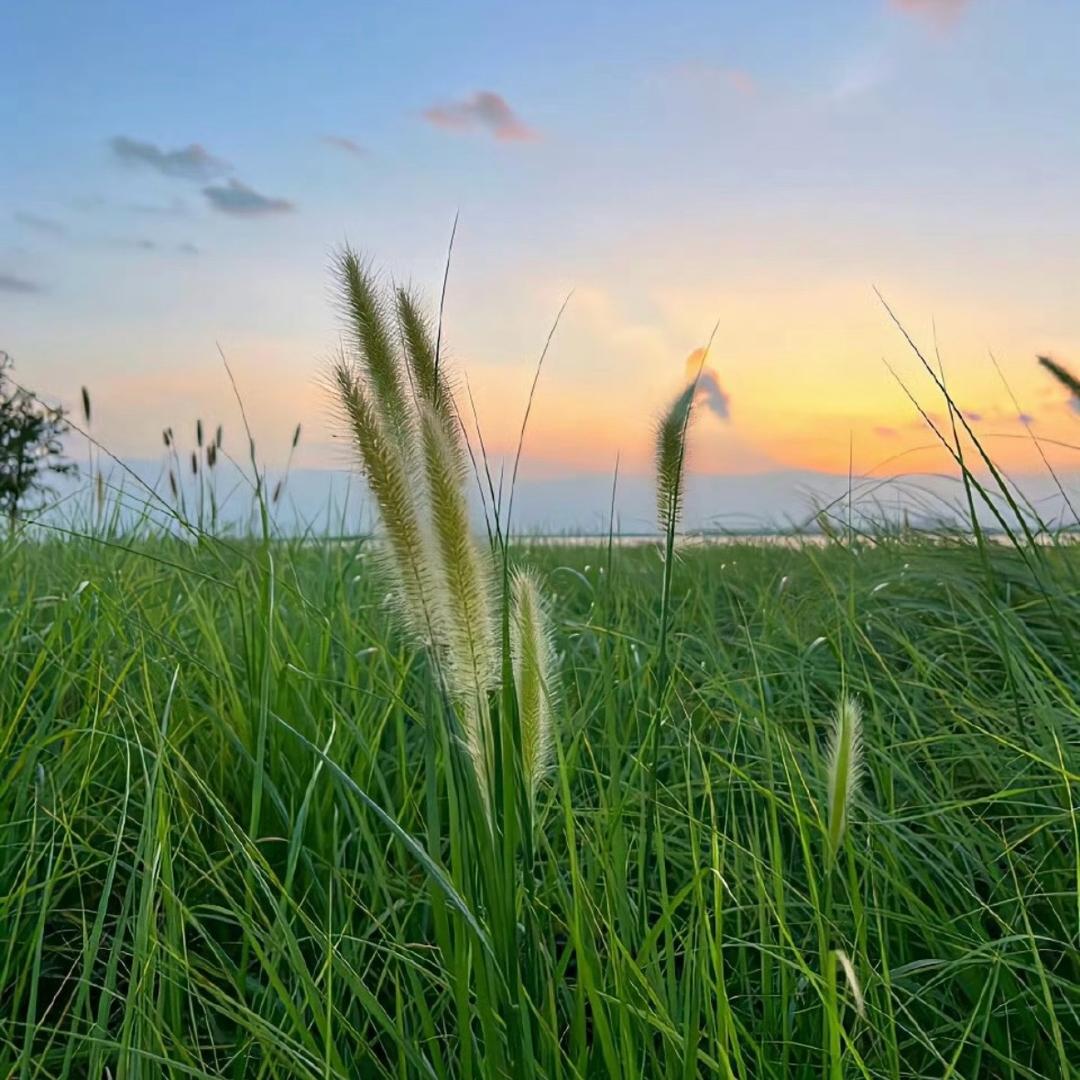 ＡＡ