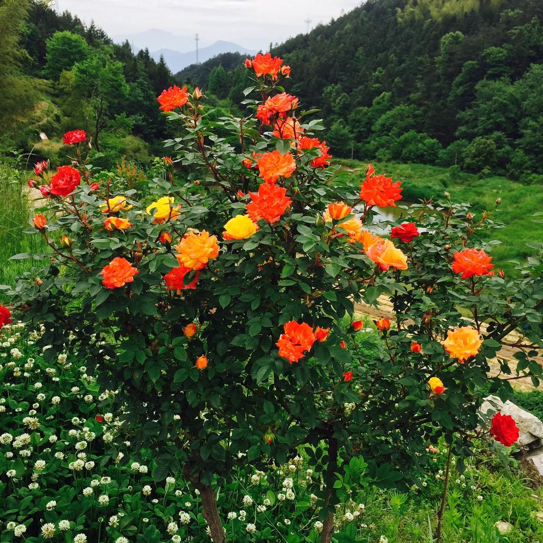 你好君