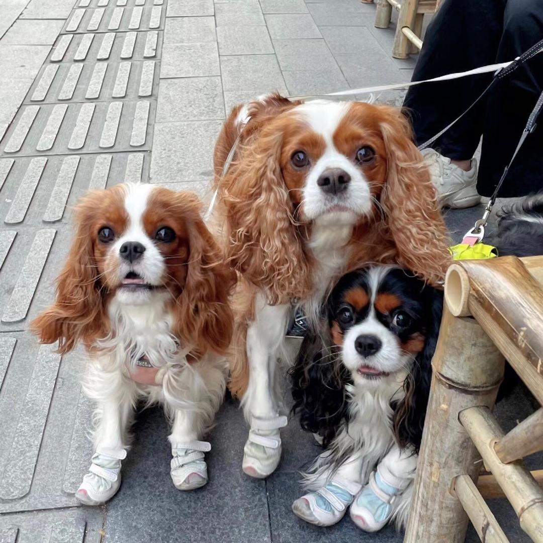 拾柒犬舍