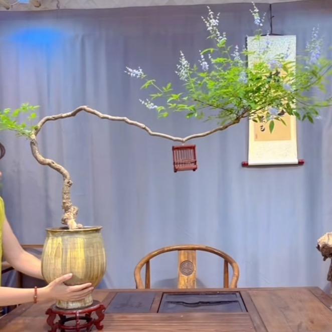 北太行黄荆(小妖怪)