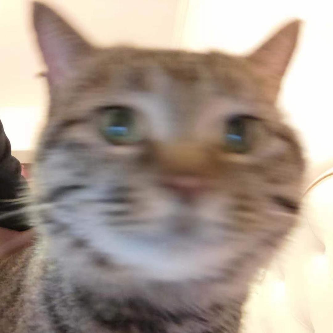 卡夫卡的猫.
