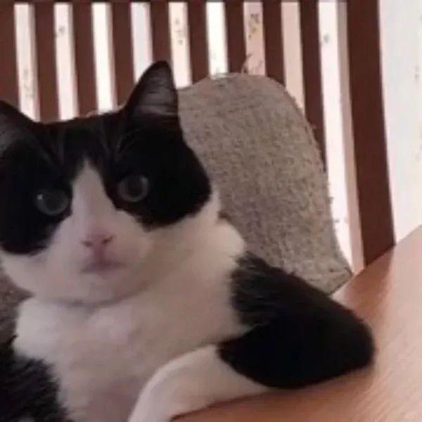 cat喵