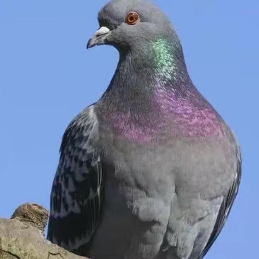 金鸽•洛宁