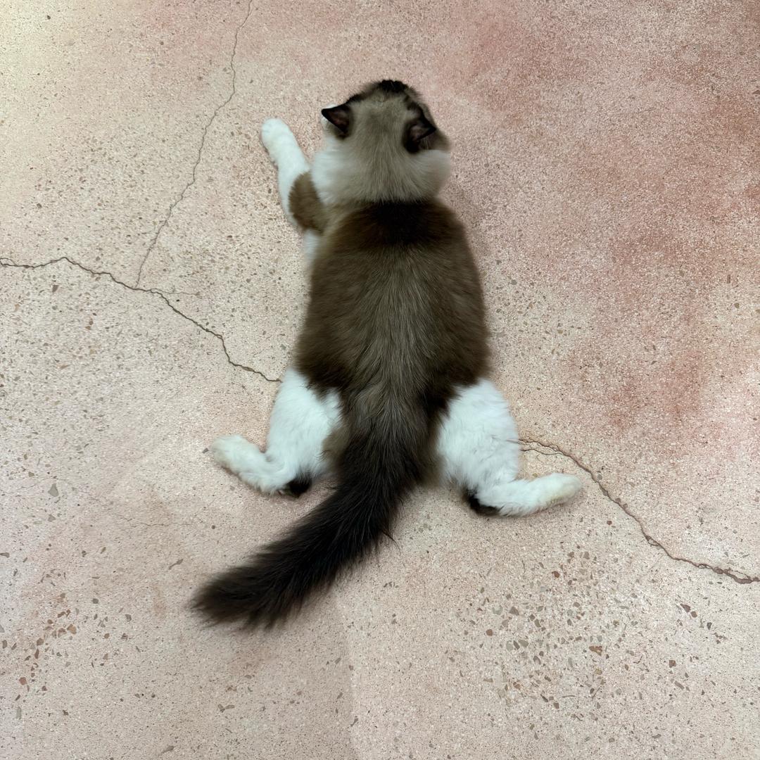 85岁退休老阿姨