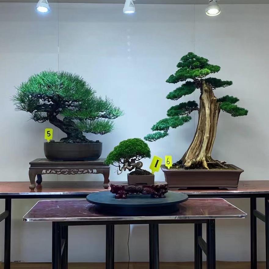琪译盆景园艺