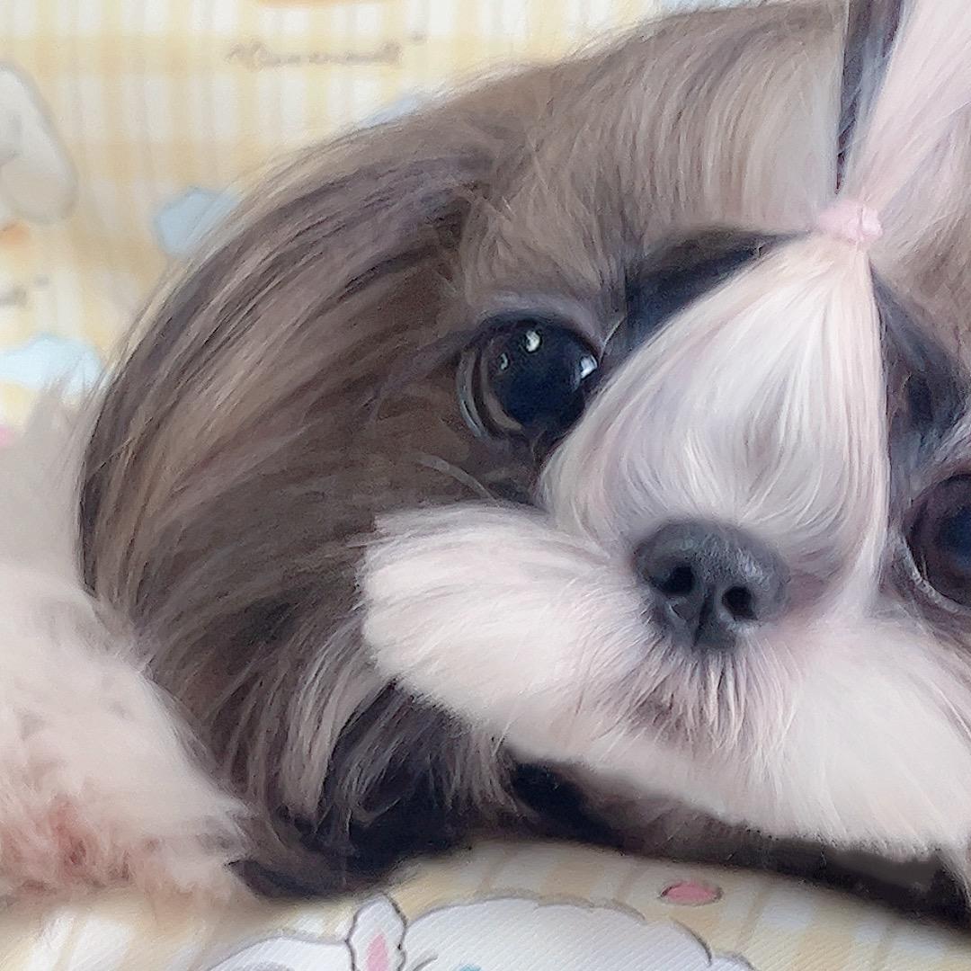 一只懒杨杨
