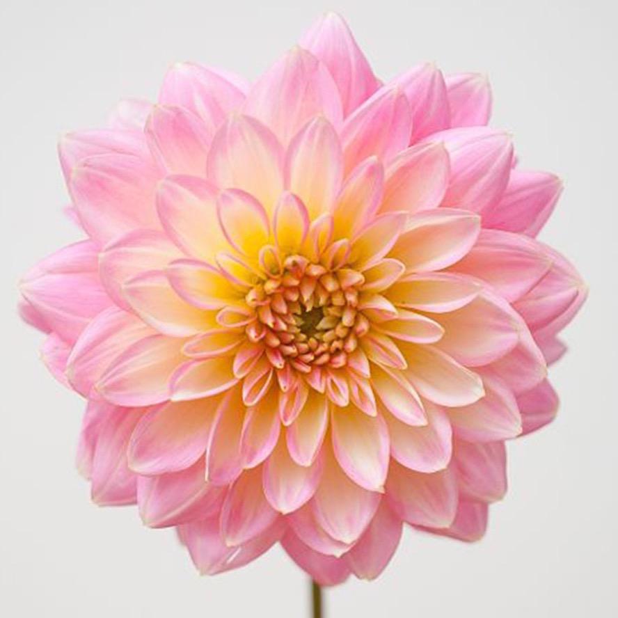 💋鑀㝶龔颺💋