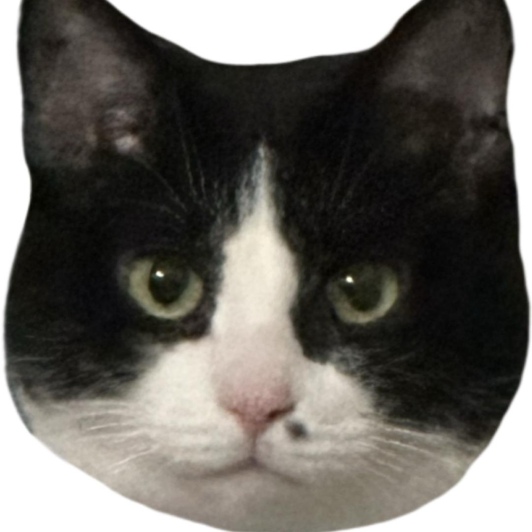 麻子是一只猫