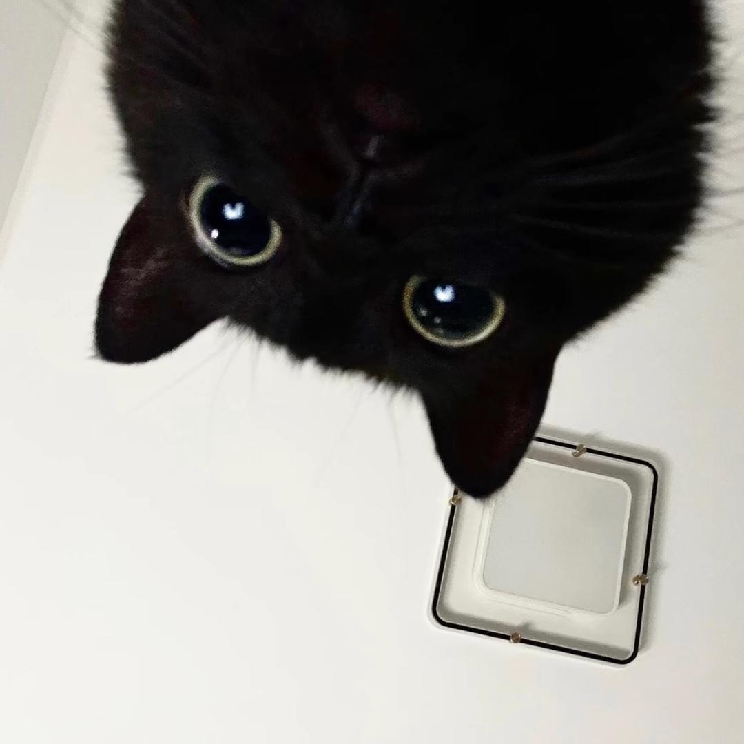 裙