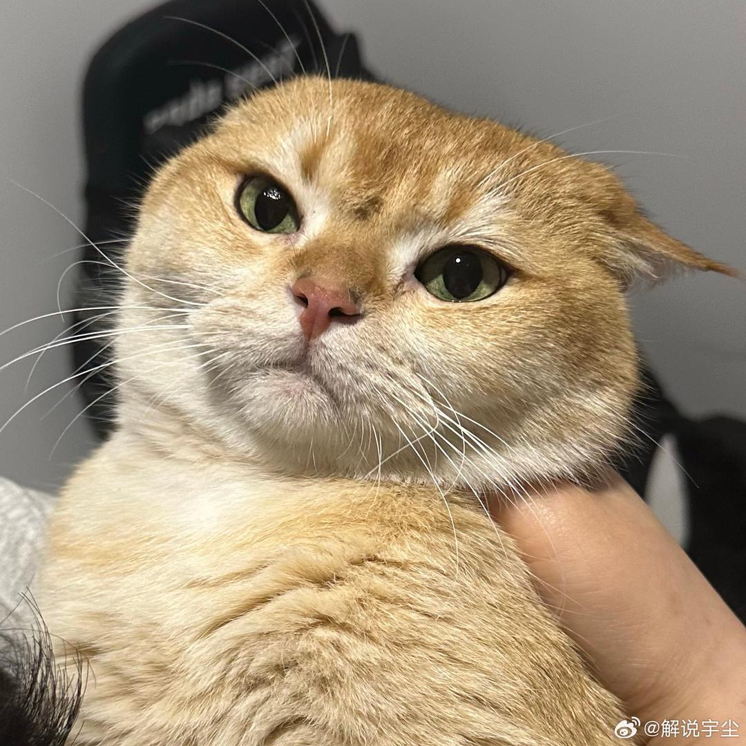 会喵喵喵就够了₌᳐･֊･₌᳐੭