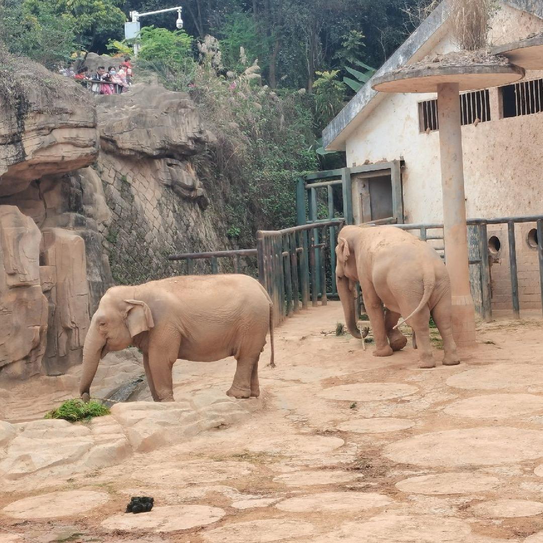 河南小阿斌