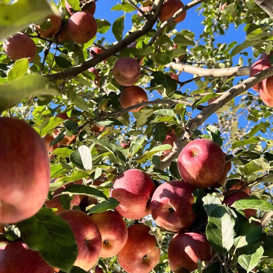 大凉山丑苹果乐园🍎