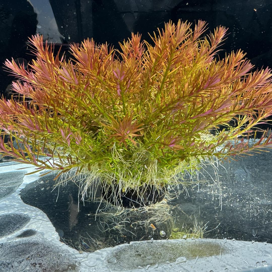 广州源头水草种植