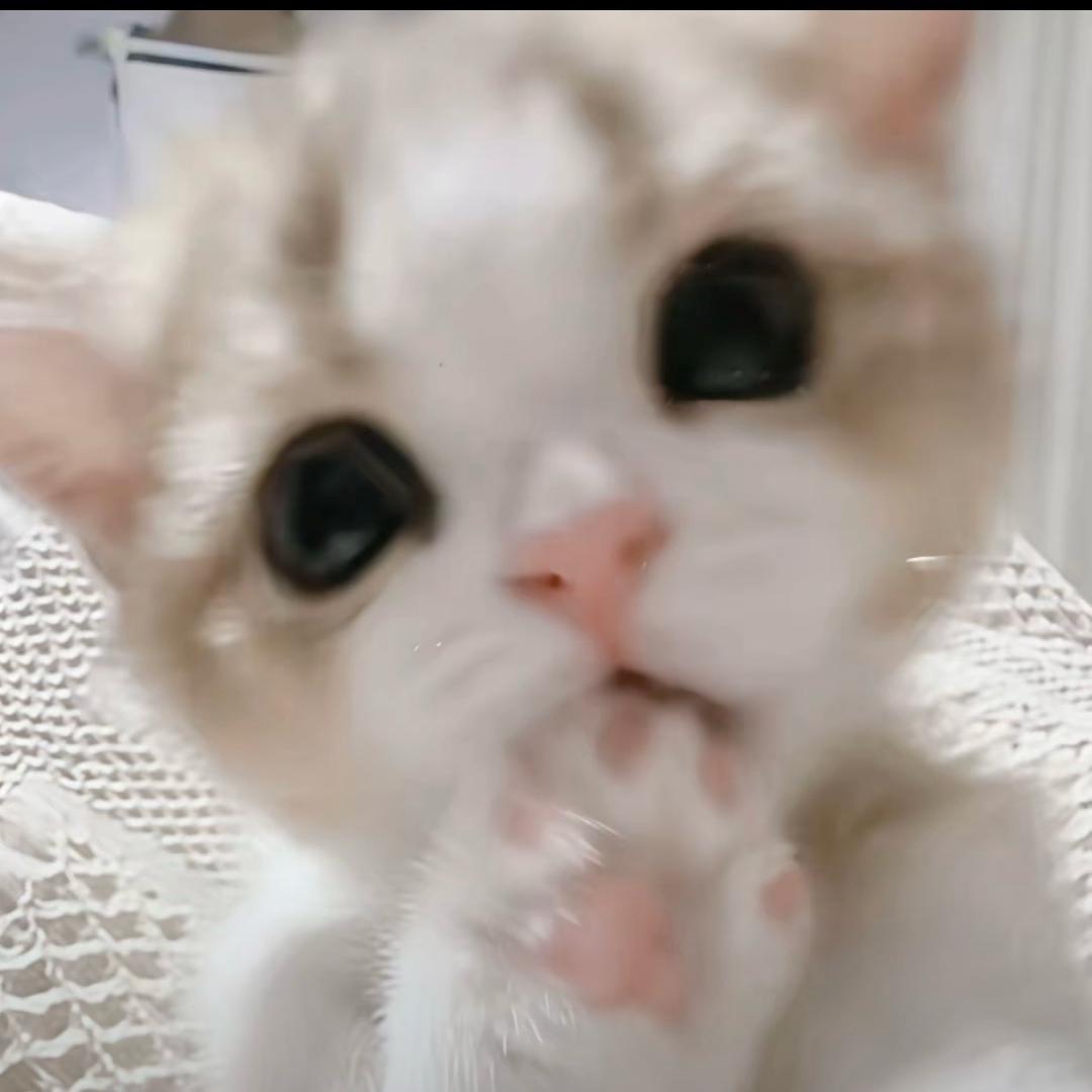 派大彤