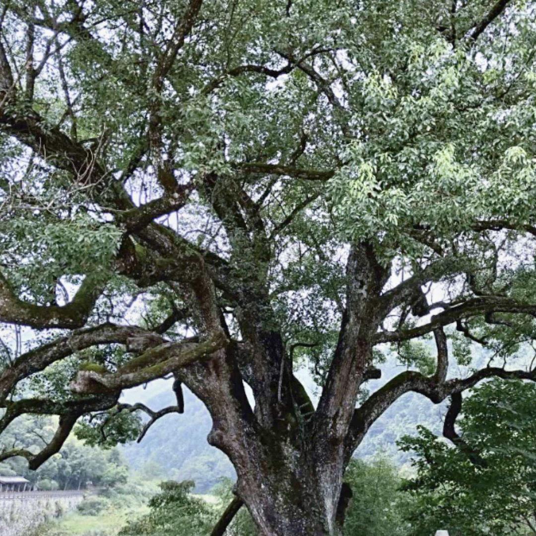 根深叶茂