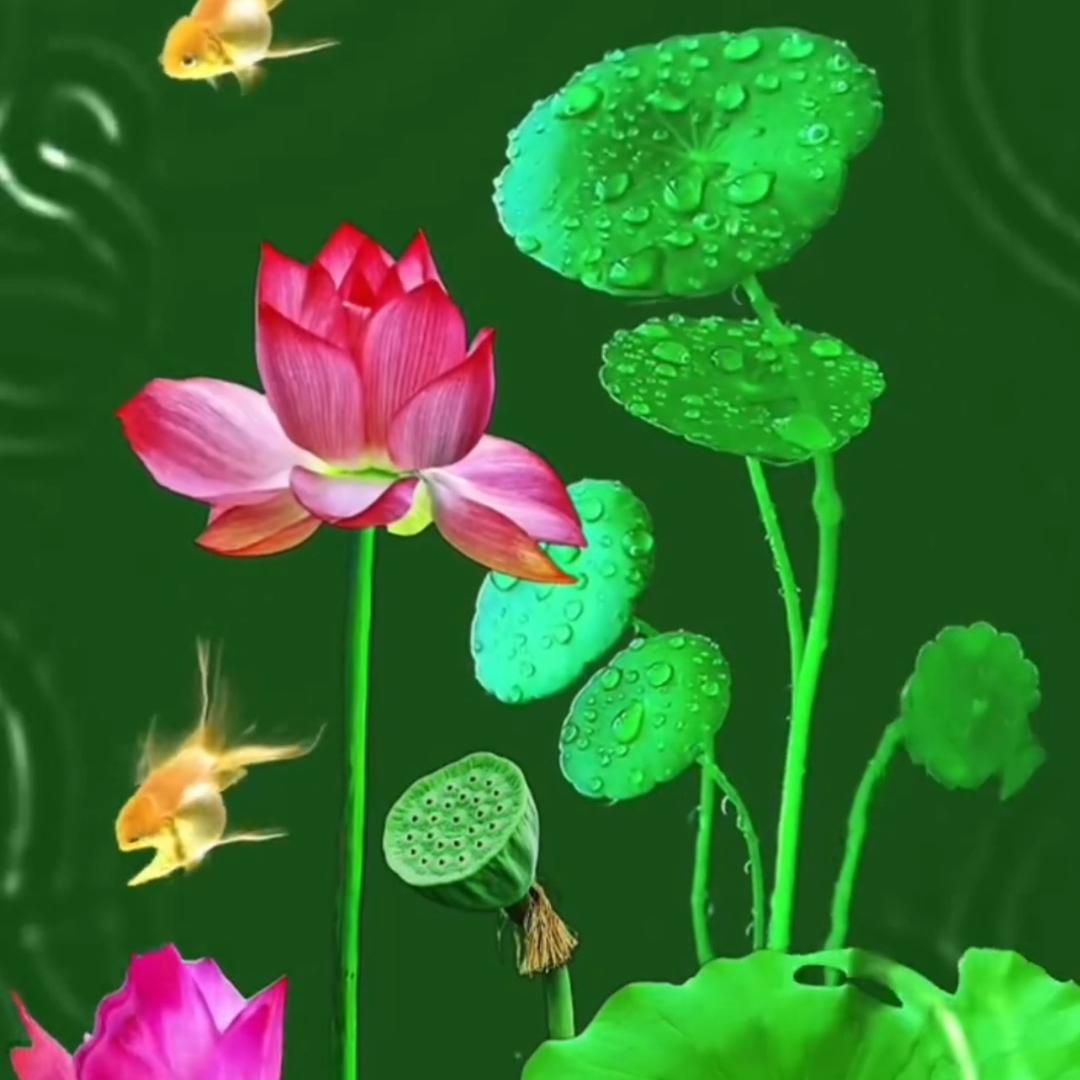 随缘堂-沐法观澜