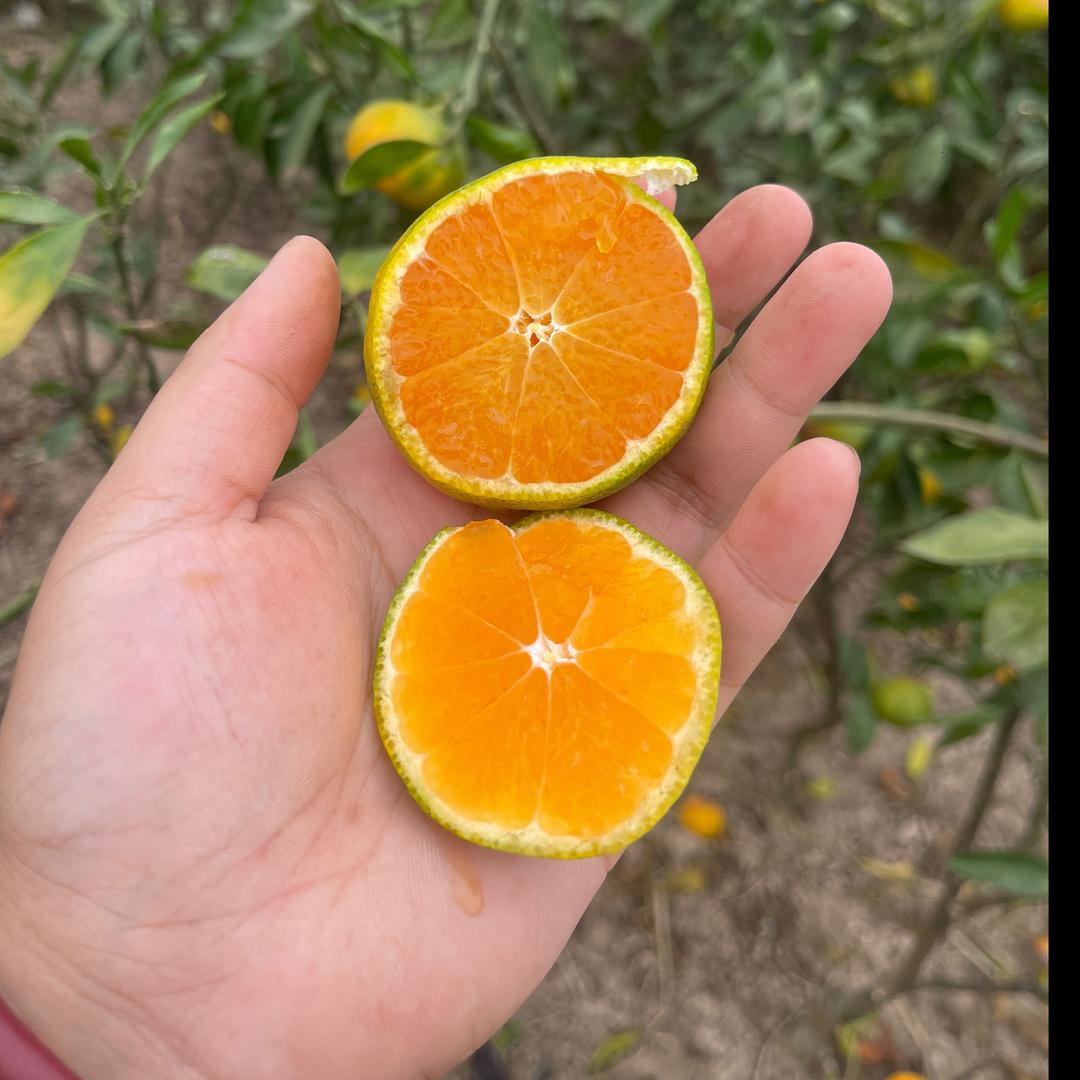 常德友缘苗木基地直发