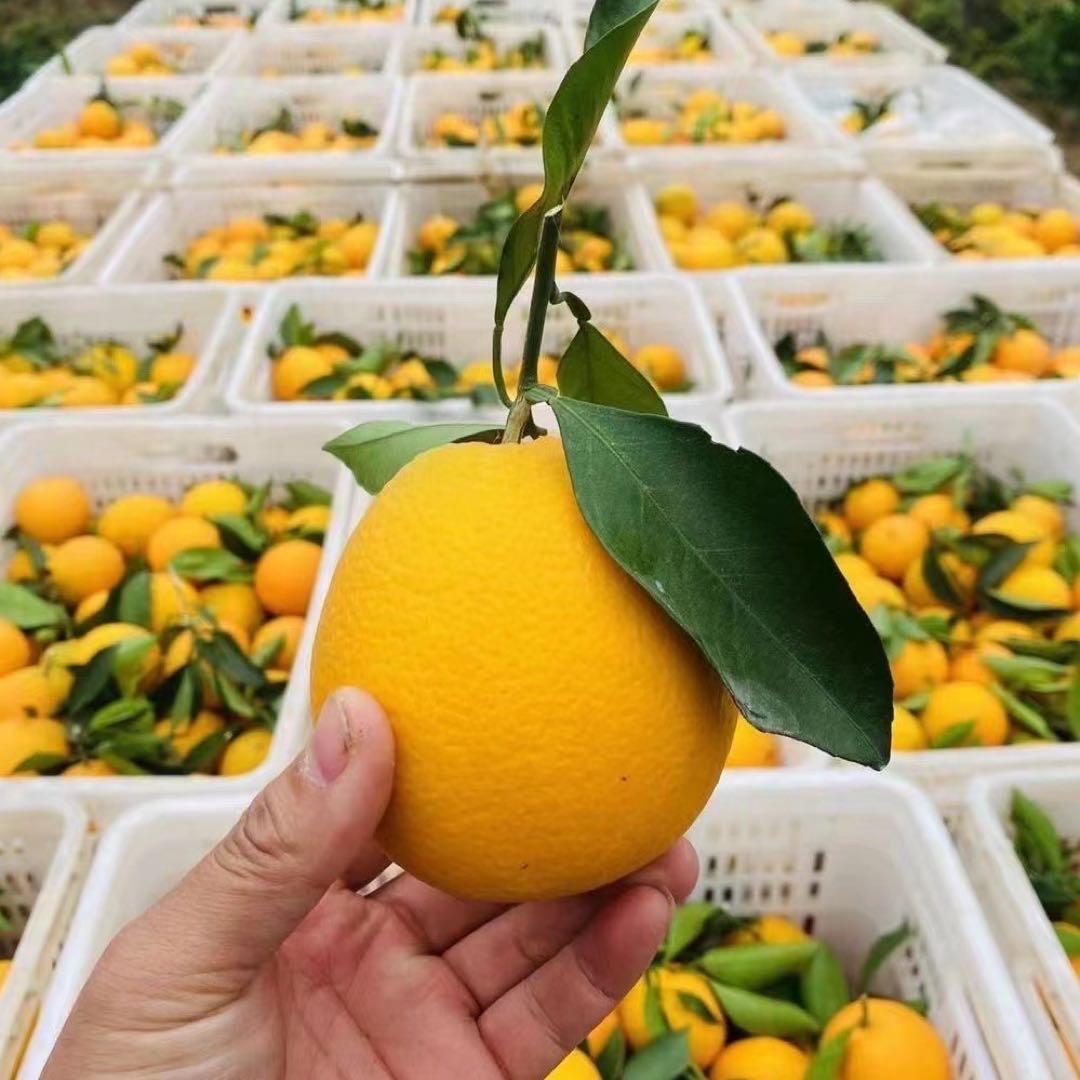 橙小六（赣南脐橙）