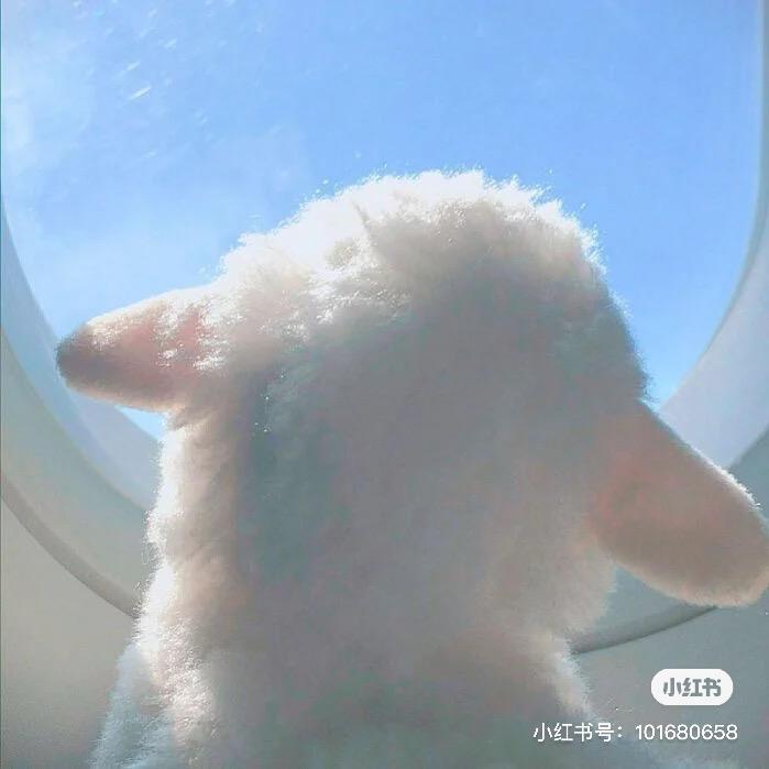 🐑🐑🐑