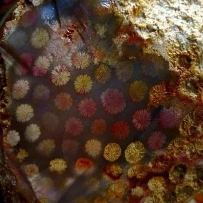 小周珊瑚玉（工厂批发）