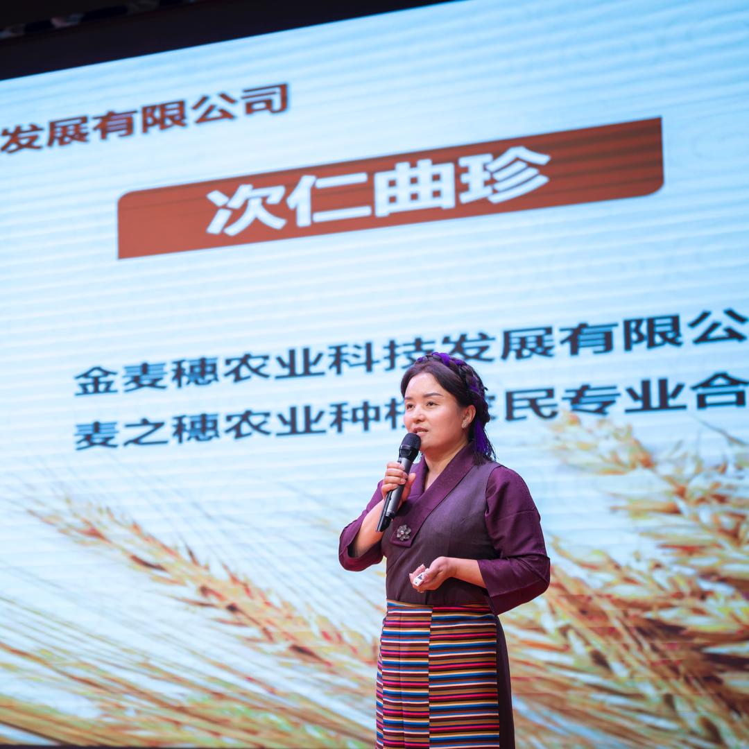 西藏金麦穗