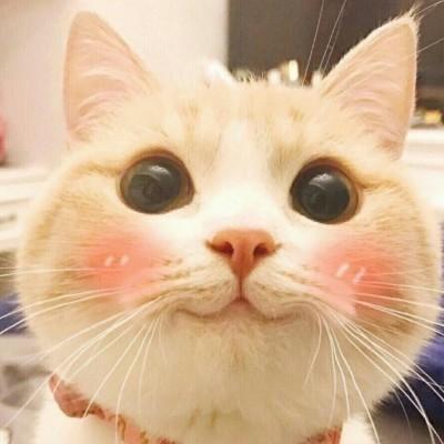 可爱酱🐤萌宠🐱