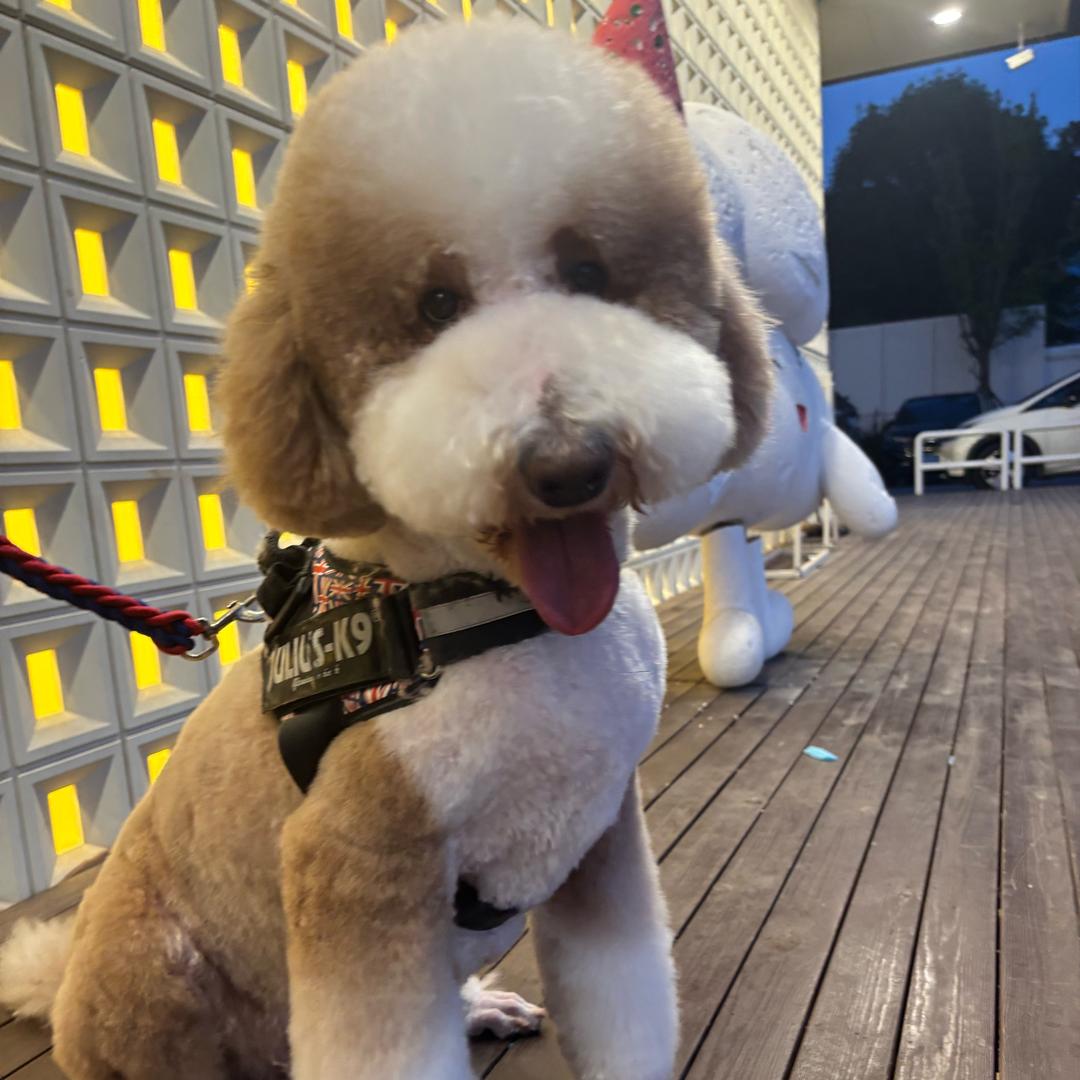 巨贵🐮大咖 可卡布