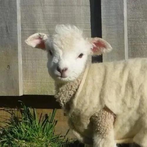 🐑🐑