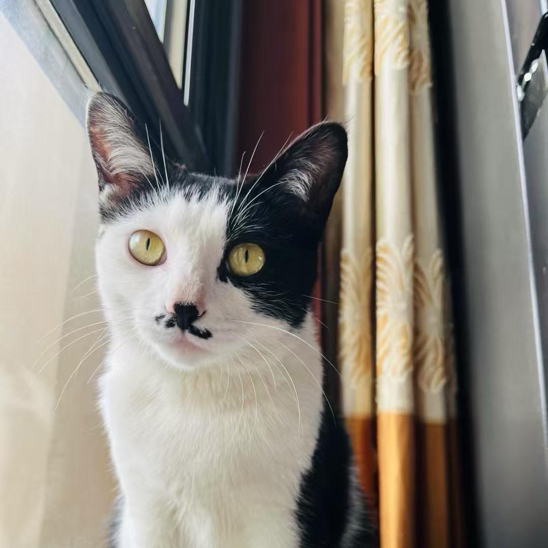 路可乐是一只猫