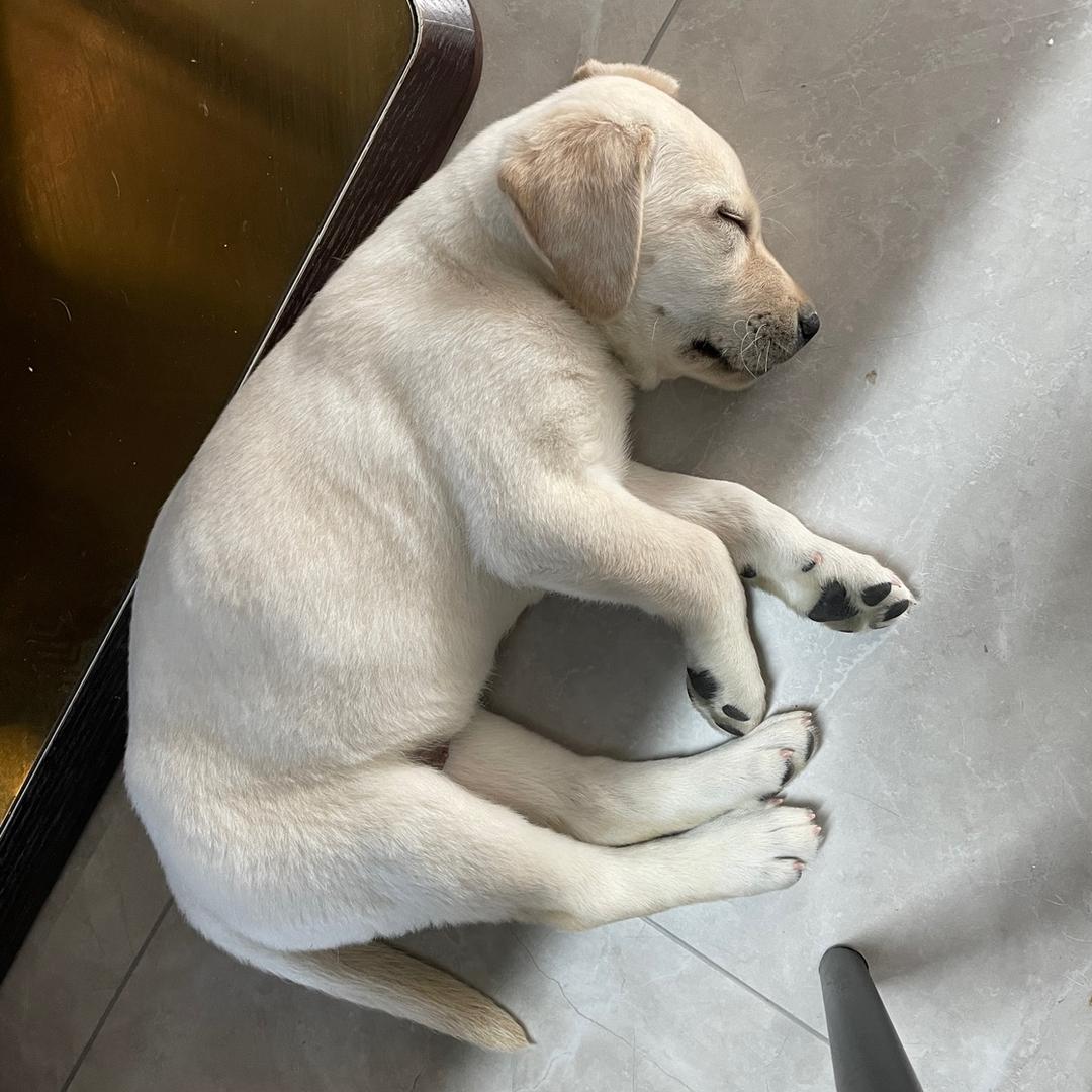 淘淘的淘气铺子