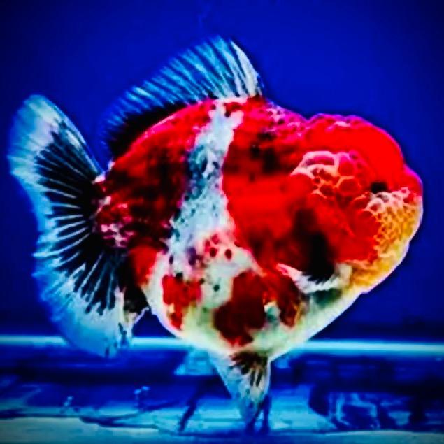 昆山亮彩水产品有限公司