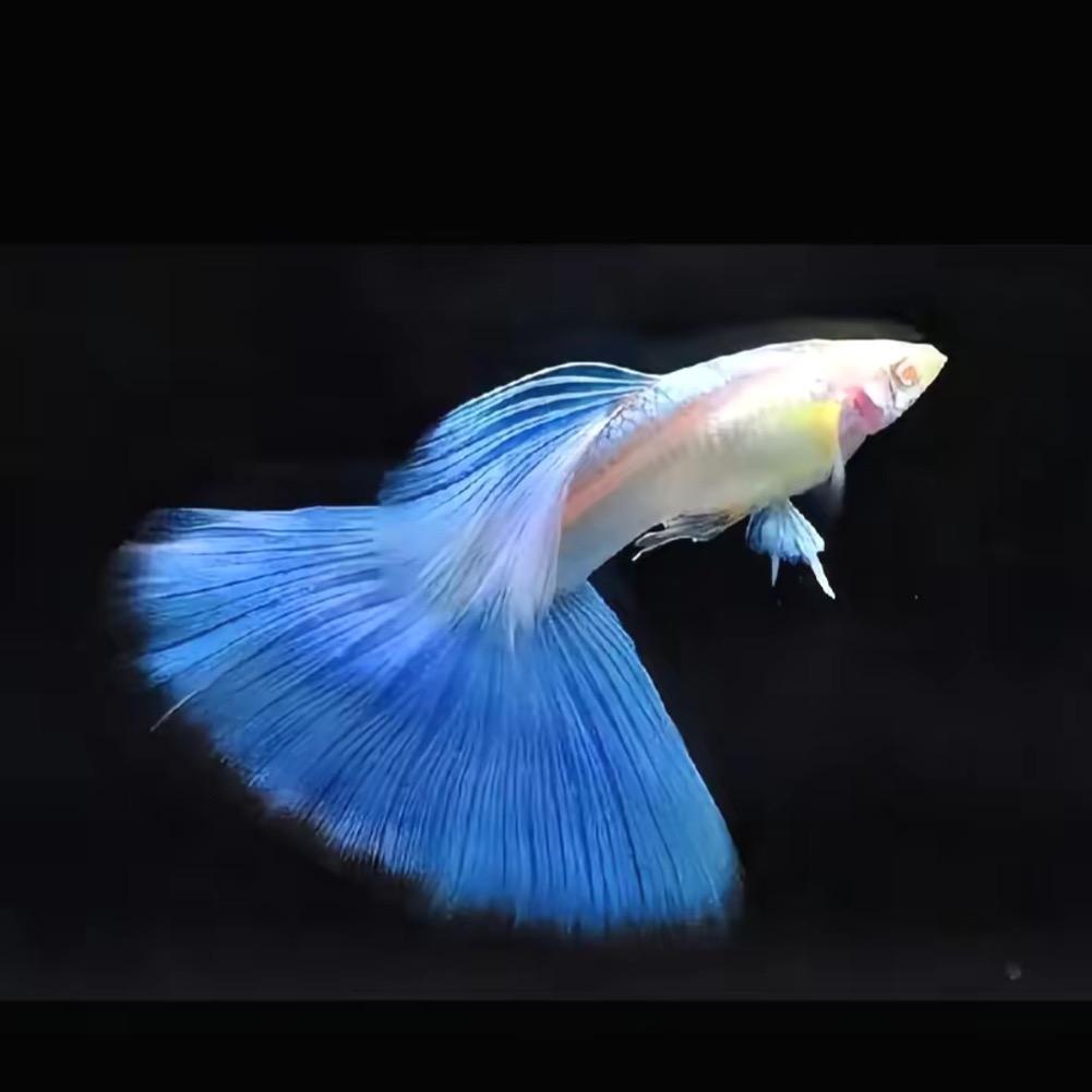 北溟孔雀鱼