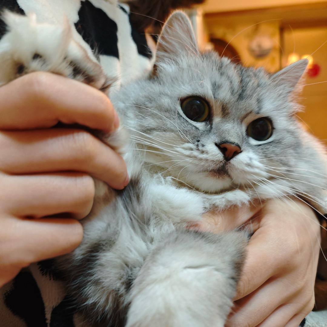 菜菜大mo王（傲娇版）