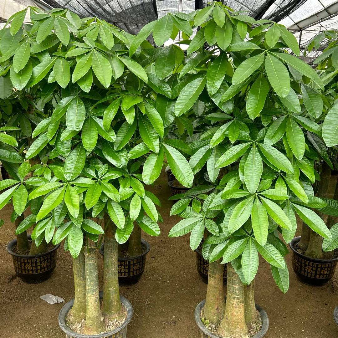 云逸绿植基地