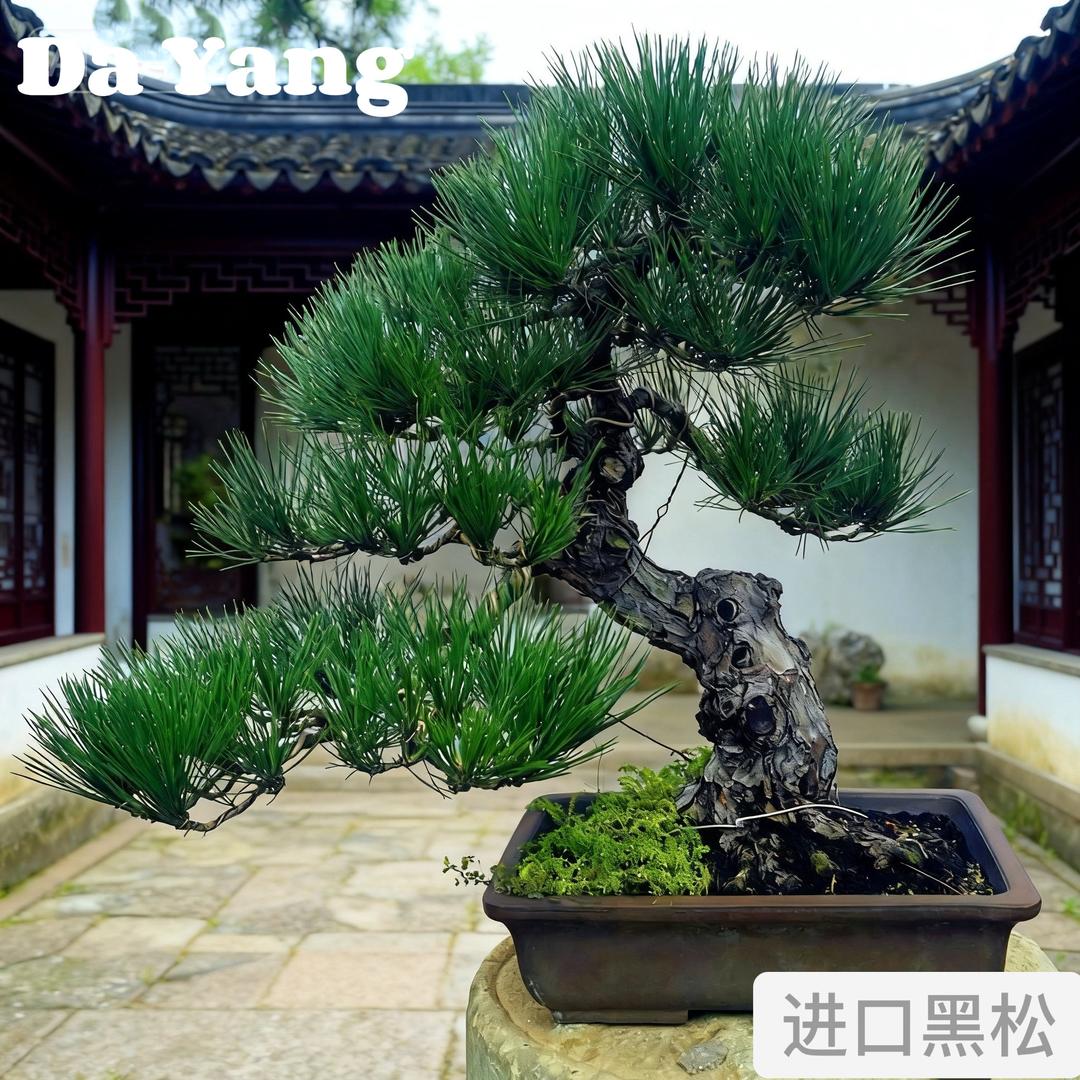 岁寒园艺黑松批发