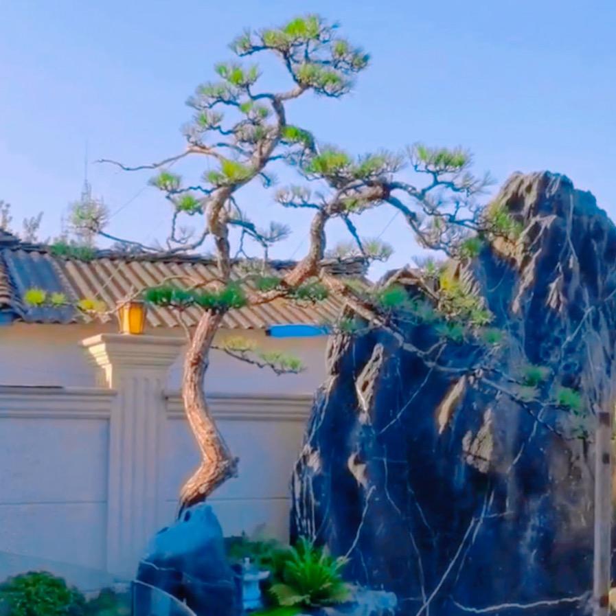 艺树造型