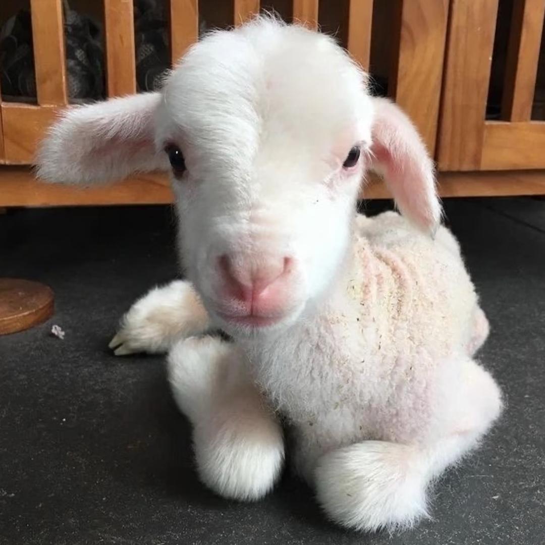 SINYANTING🐑